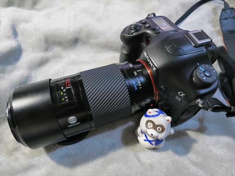 MINOLTA AF ZOOM 70-210mm F4 (茶筒): やわらかい狸